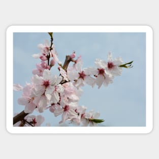 Almond Blossom Sticker